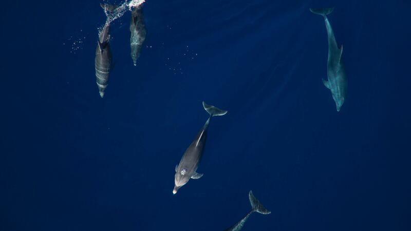 A group of dolphins swimming just below the surface of deep blue water, seen from above.